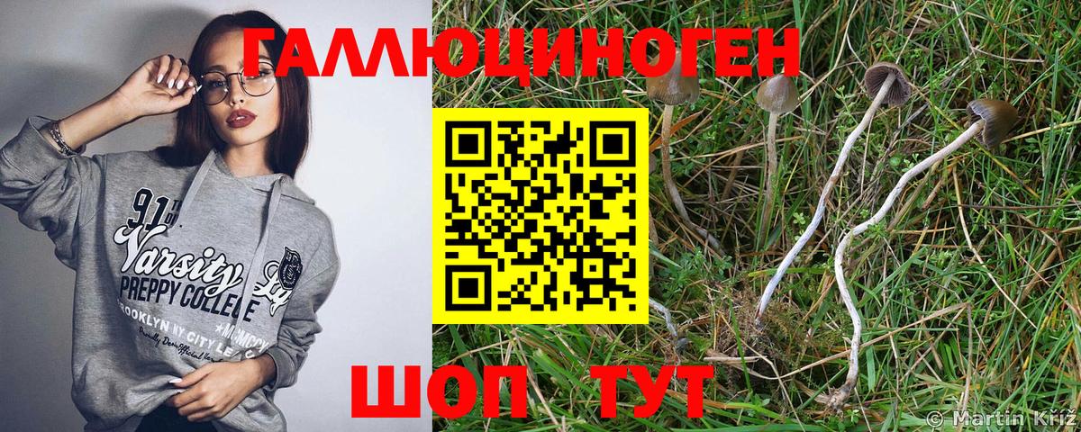 Галлюциногенные грибы прущие грибы  Псилоцибиновые грибы Psilocybine cubensis  Вход с VPN  Нальчик 